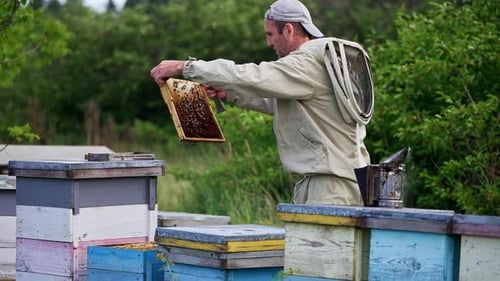 Erwachsener Imker, der auf seiner Bienenfarm mit Holzstöcken arbeitet.