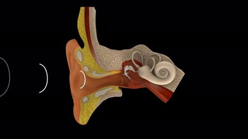 Human Ear Anatomy Animation with Sound Wave Process Diagram