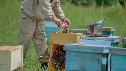 Beekeeper Working with Honeycombs in Rural Apiary