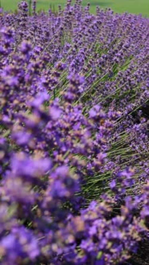 woman in lavender field eating homemade zephyr.