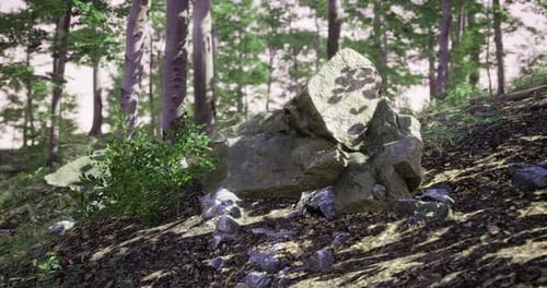 Large Rock and Plant Life in a Serene Forest During Daylight Hours