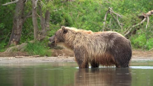 Brown Bear scouting for Salmon fish in a river stream at Kamchatka