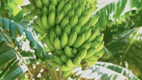 Bunch Of Bananas On Banana Plantation