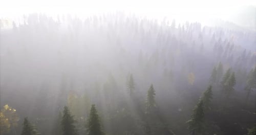 Dawn in a Misty Forest with Pine Trees and Soft Sunlight