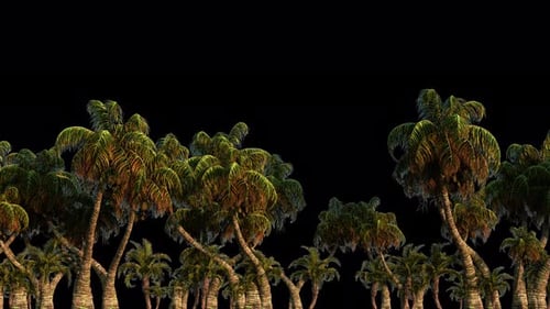 Isolated Palm Trees Growing