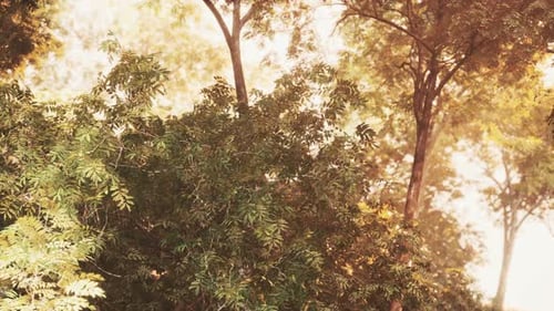 Evening Forest with Sun and Volume Light