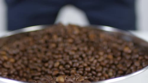 Roasted Coffee Beans in Hand Close-Up View