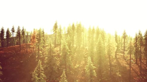 Sunlight Illuminating a Serene Mountain Forest During Early Morning Hours