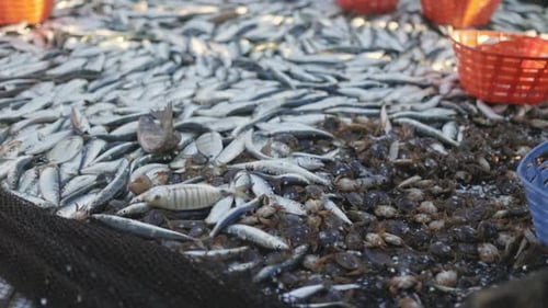 Fischindustrie Ein Haufen Fische und Krabben stehen auf einem Tisch