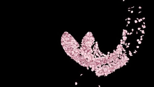 Pink Petals on Black Background