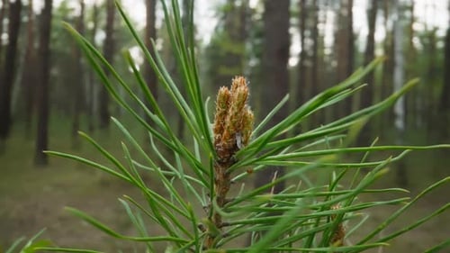 Close Up of Pine Needles in a Forest