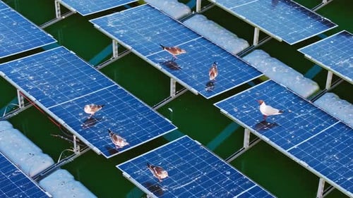 Birds Resting on Floating Solar Panels Over Green Water in Eco Energy Scene