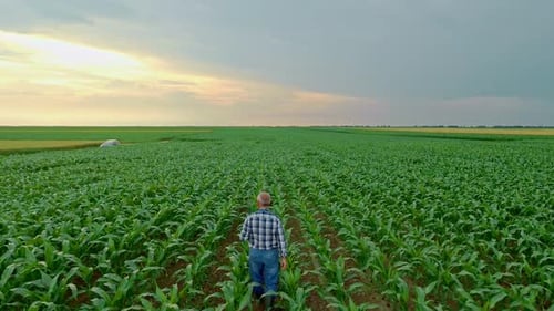 Aerial view of senior farmer standing in corn field examining crop.