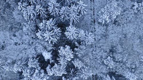 Blizzard in winter. Snowy winter forest. Aerial view of wildlife