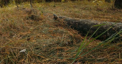 Fallen Tree Trunk in Autumn Forest