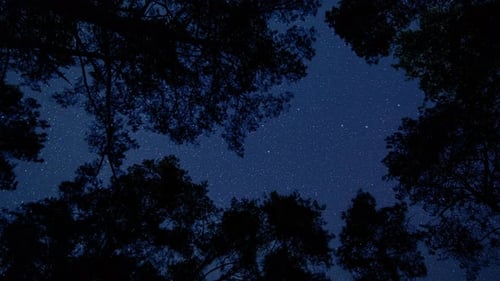 Nightsky Timelapse, rotierende Sterne und wunderschöne Bäume im Vordergrund