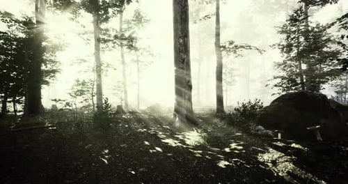 Bright Rays of Sunlight Stream Through Trees in a Tranquil Forest