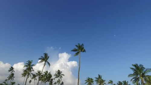 Palm trees and sun rays in tropical paradise summer vacation travel concept