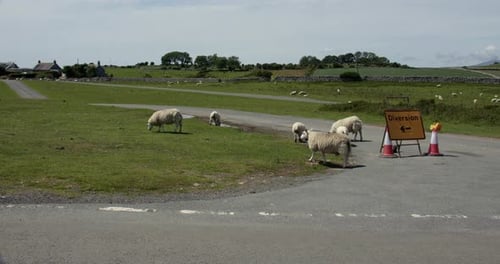 Wide shot of Sheep Wondering on and around closed Countryside roads at Birkrigg Common With yellow