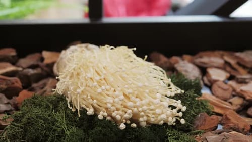 Fresh Wild Forest Mushrooms Portobello on Farmer Market