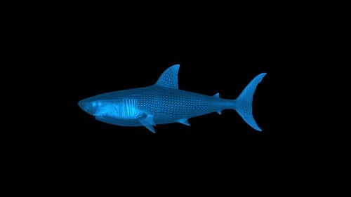 Futuristic Wireframe Shark Animation