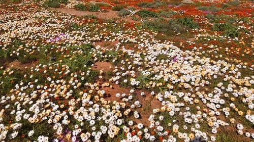 Colorful Wildflowers Of Namaqualand - South Africa