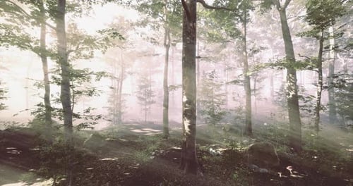 Misty Morning Light Filters Through Tall Trees in a Serene Forest