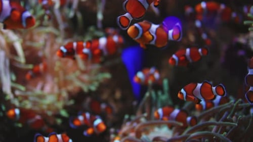 Unterwasserszene wunderschöner tropischer Rifffische, die rote exotische Clownfische im Korallenmeer schwimmen