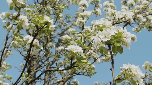 White Apple Flower Buds on a Branch Slow Motion Flowering Bloom of Apple Tree Blossoming Flowers in