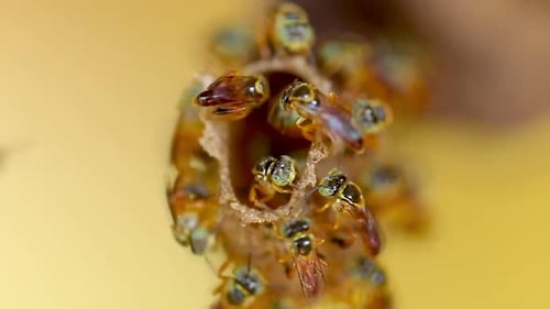 Stingless Bees Clustering Around Nest Entrance