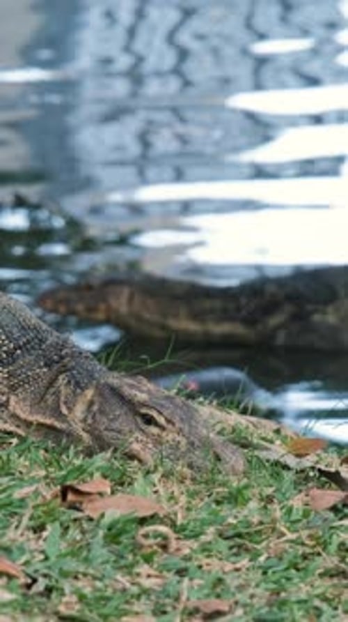 Monitor Lizard in Lumpini Park