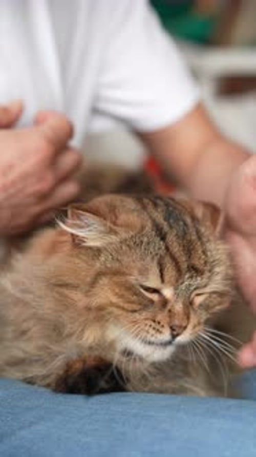 Cat Being Pet on Lap, Close Up Indoor
