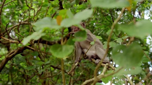 Macaco mastigando folha na árvore