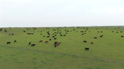 Landscape of a herd of cows in a vast green field under a clear sky.