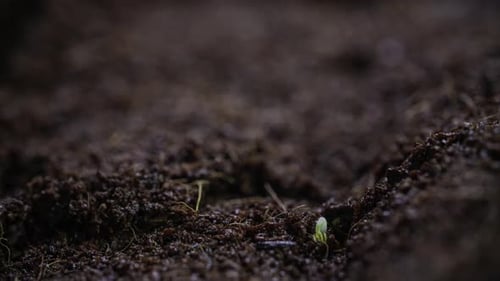 Newborn Mustard Plant Germination of Seeds of Microgreen Timelapse of Sprouts in a Greenhouse