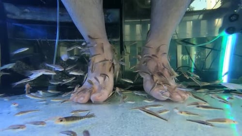Verwöhne deine Füße mit Fischen