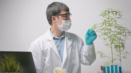 A scientist is checking and analyzing a cannabis sativa experiment