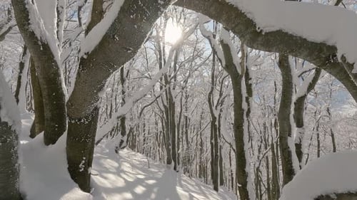 Forest Winter