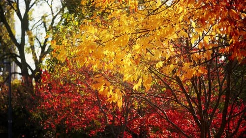 Vibrant Autumn Trees with Colorful Falling Leaves
