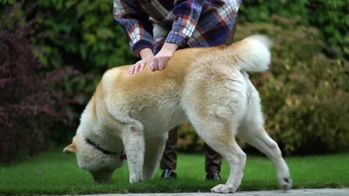 The Dog Owner Plays with Her in the Yard on a Green Lawn
