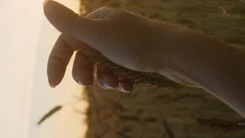 Vertical close up hand touches wheat ears. Meditative concept