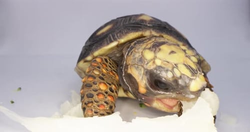 Turtle Tortoise Eating