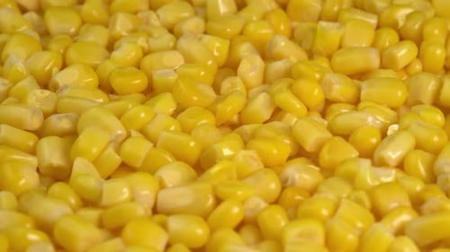 A
macro de grãos de milho doce gira como um fundo. Ingrediente para salada mexicana recheada