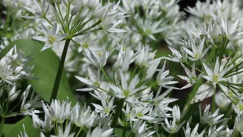 Wild Garlic, also known as Ramsons, Allium ursinum, flowering on a woodland floor in Spring. UK