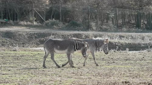 Zebra walking and laying on grass.