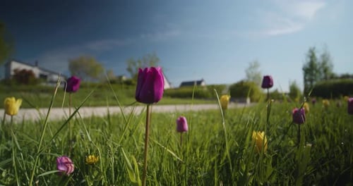 Tulips growing in the grass. Rotating slow shot close up of purple and yellow tulips growing in the