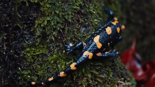 Bright Salamander on Mossy Log in Forest