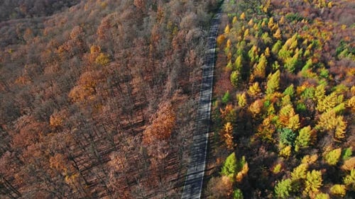 Aerial of Car Driving Through Sunny Autumn Forest