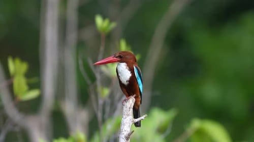 Whitethroated Kingfisher Perched on Branch in Natural Habitat