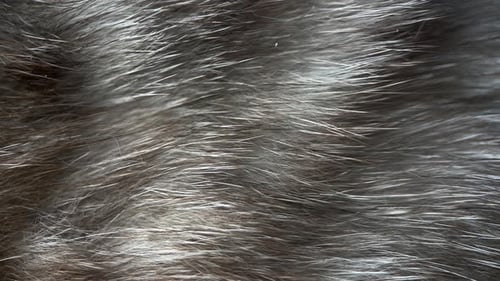 Close Up of Soft Gray and White Fur